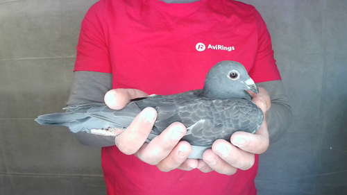 Pigeon image
