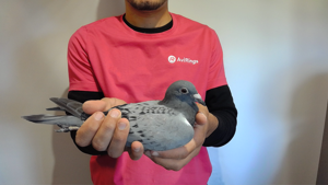 Pigeon image