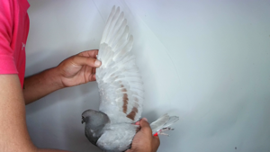 Pigeon image