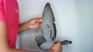 Pigeon image