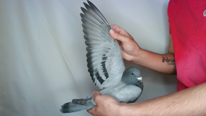 Pigeon image