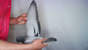 Pigeon image
