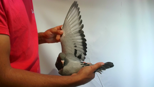 Pigeon image