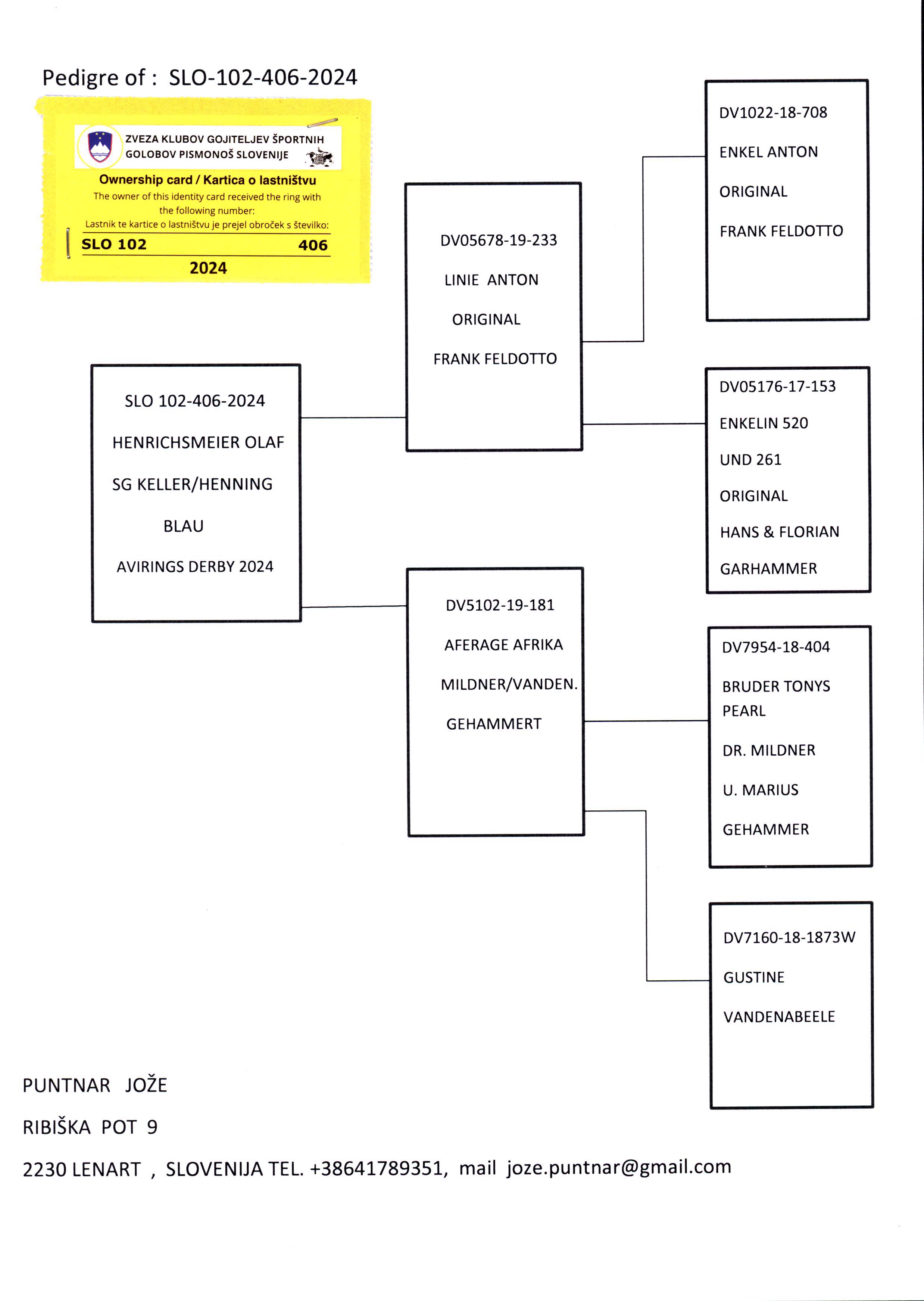 Pigeon pedigree image