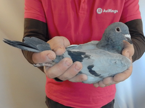 Pigeon image