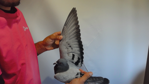 Pigeon image