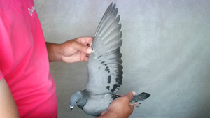 Pigeon image