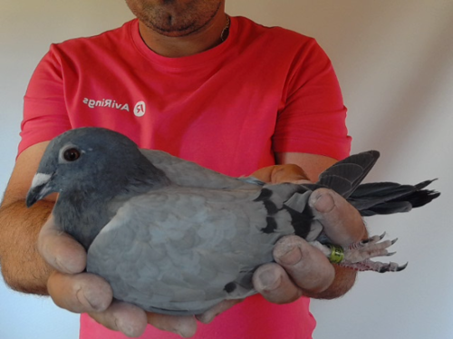 Pigeon image