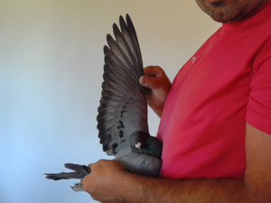 Pigeon image