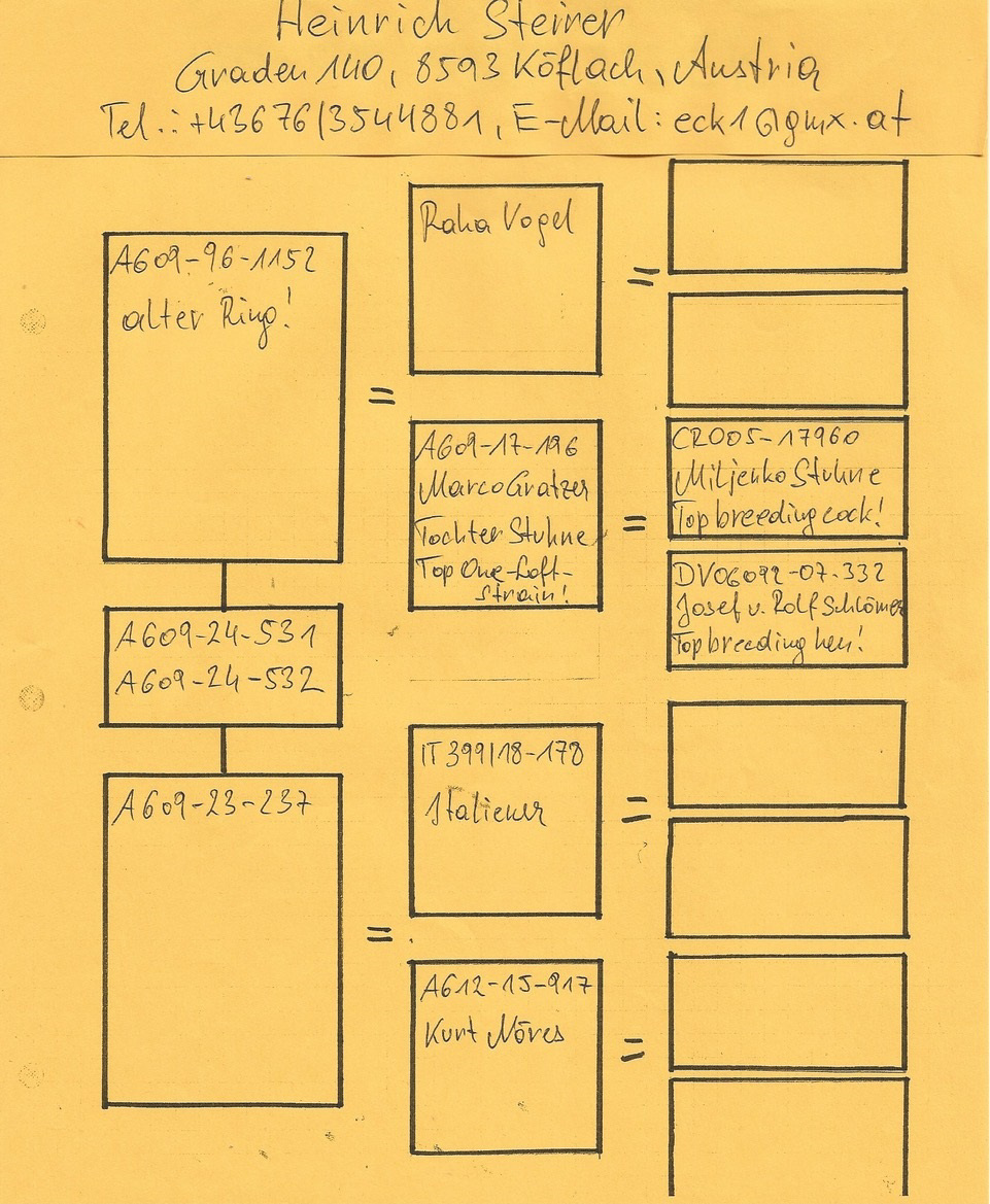 Pigeon pedigree image