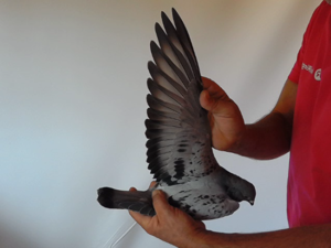 Pigeon image