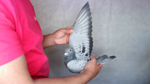 Pigeon image
