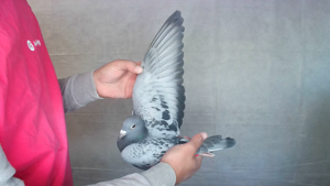 Pigeon image