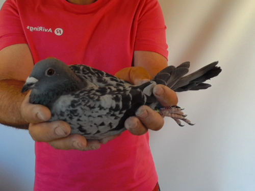 Pigeon image