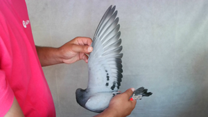 Pigeon image