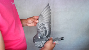 Pigeon image