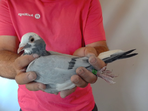 Pigeon image