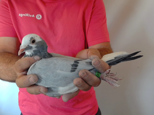 Pigeon image