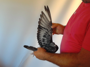 Pigeon image