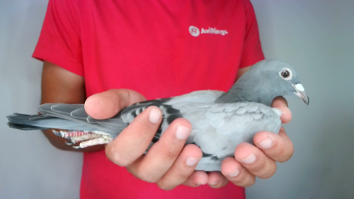 Pigeon image