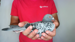 Pigeon image
