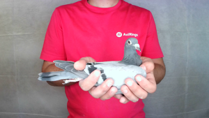 Pigeon image
