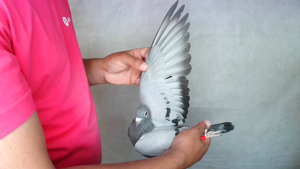Pigeon image