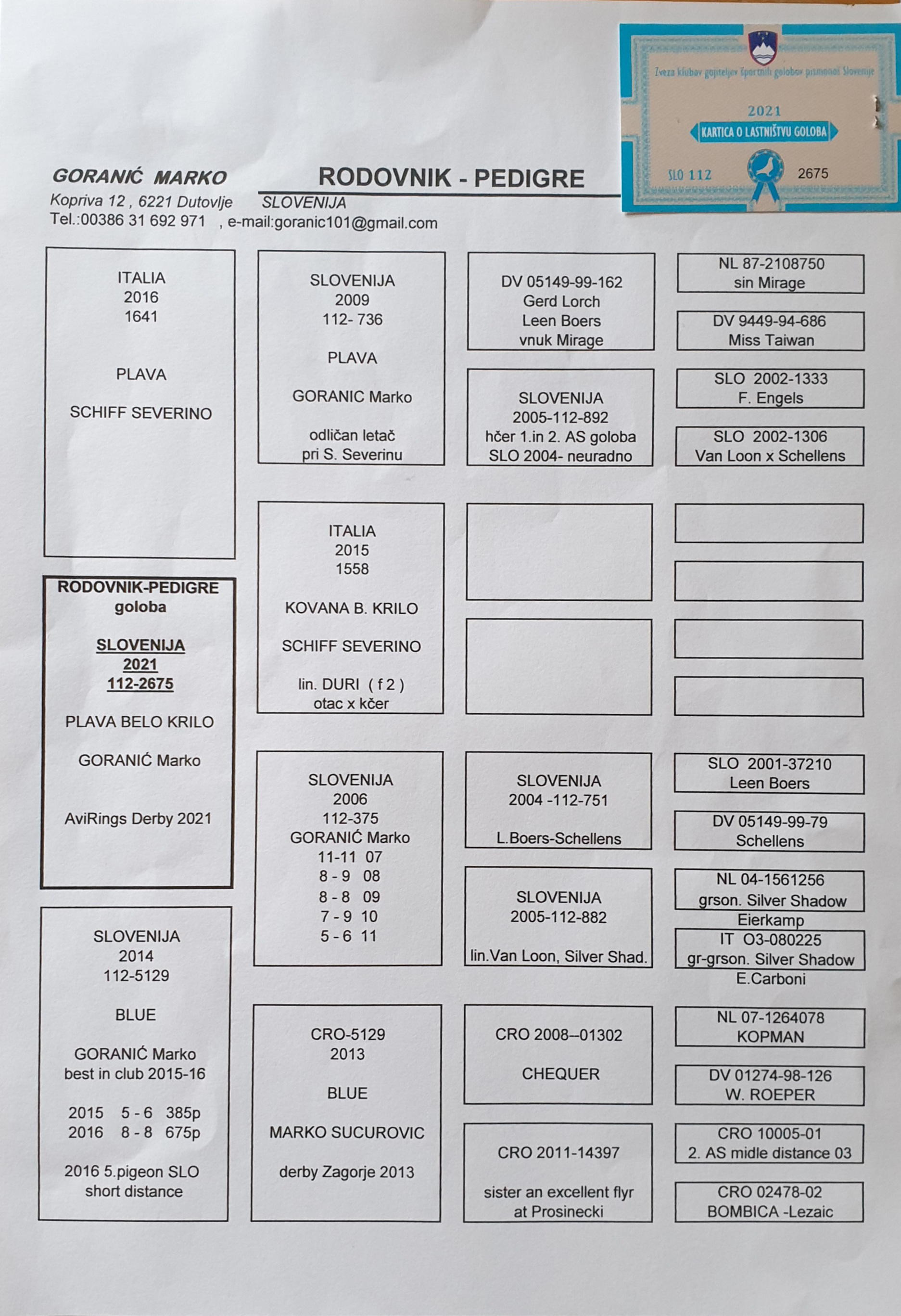 Pigeon pedigree image