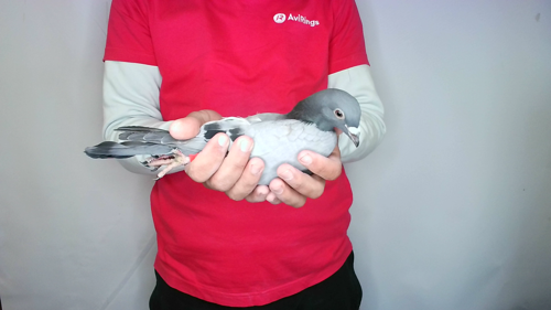 Pigeon image