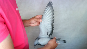 Pigeon image
