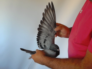 Pigeon image