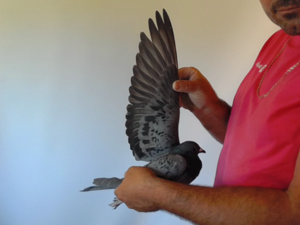Pigeon image