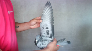 Pigeon image