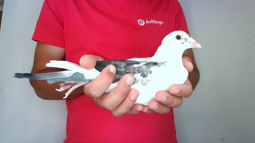 Pigeon image