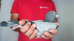 Pigeon image