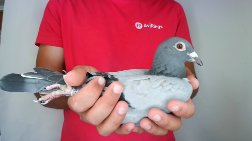 Pigeon image