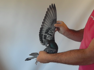 Pigeon image