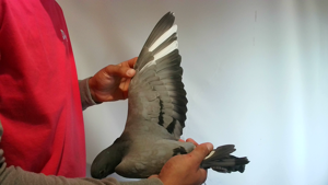 Pigeon image