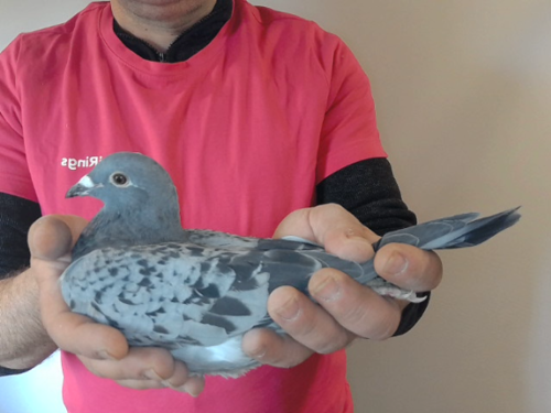 Pigeon image