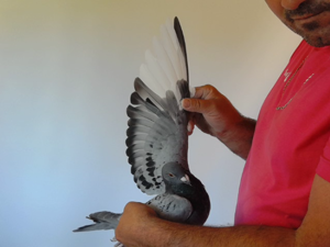 Pigeon image