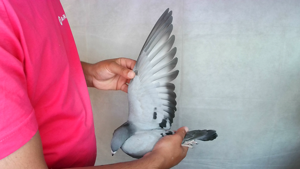 Pigeon image