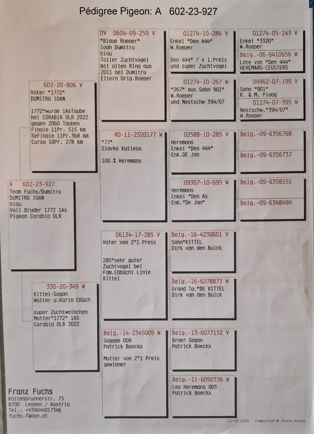 Pigeon pedigree image