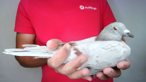 Pigeon image
