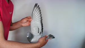 Pigeon image