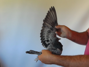 Pigeon image