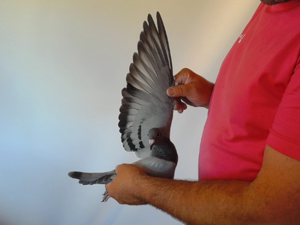 Pigeon image
