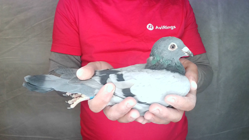 Pigeon image