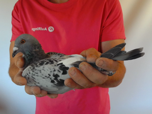 Pigeon image