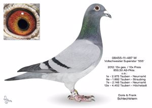 Pigeon image