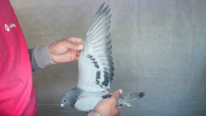 Pigeon image